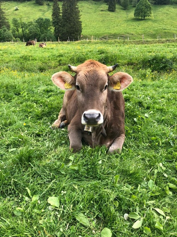 Allgäu, grasender Kuh, Idyle pur